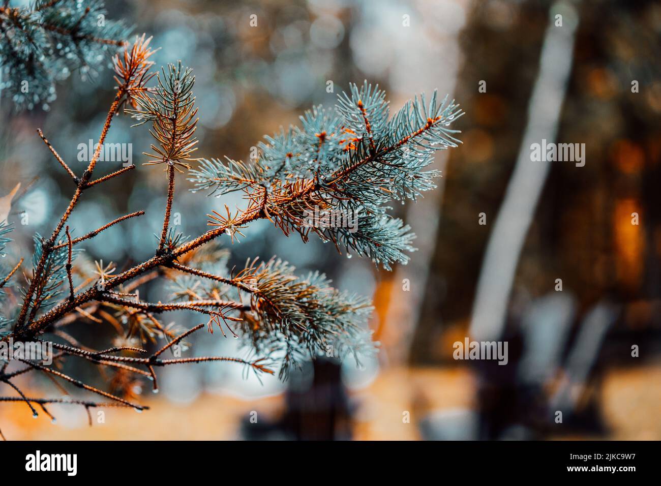 A closeup of a blue spruce branch Stock Photo