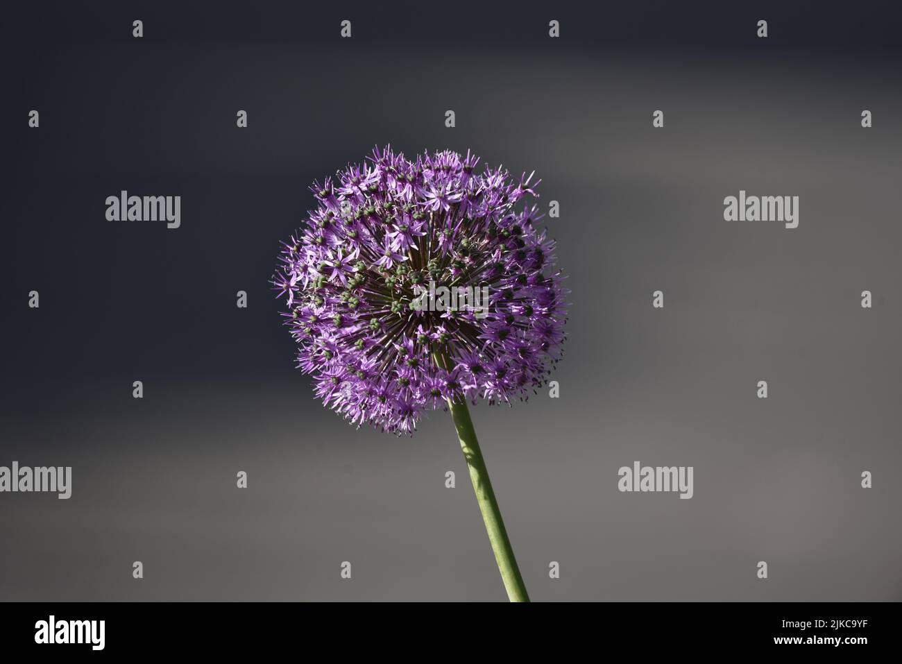 Close-Up Image of a Sunlit Purple Allium Flowerhead against a Plain Grey Background with Copy Space to Left and Right, taken in the UK in June Stock Photo