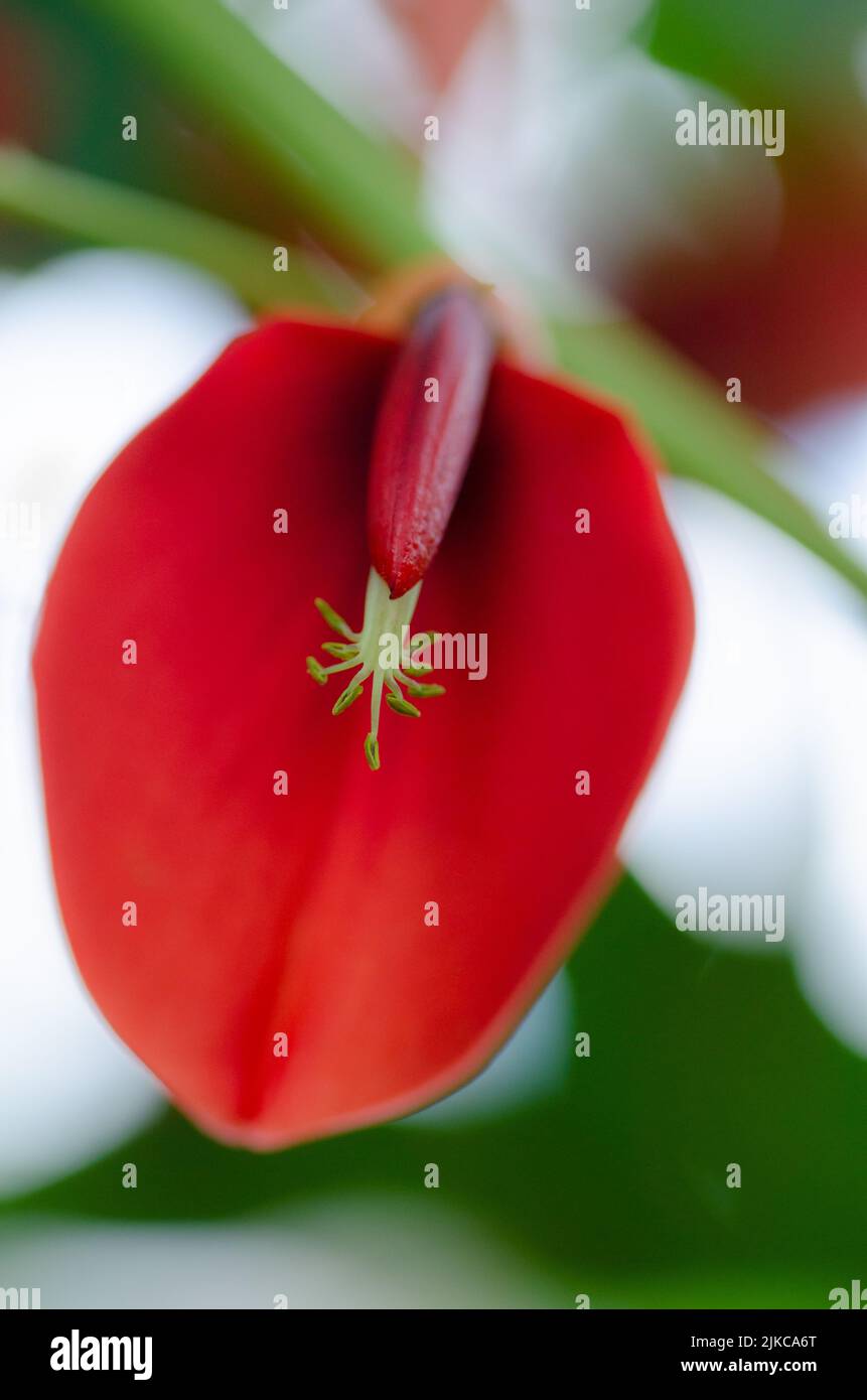 The red bloom of a cockspur coral tree against a blurred background. Stock Photo