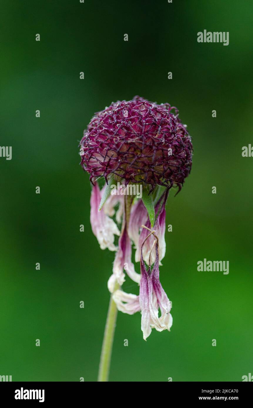 A wilting purple flower in the garden, its petals barely attached. Stock Photo