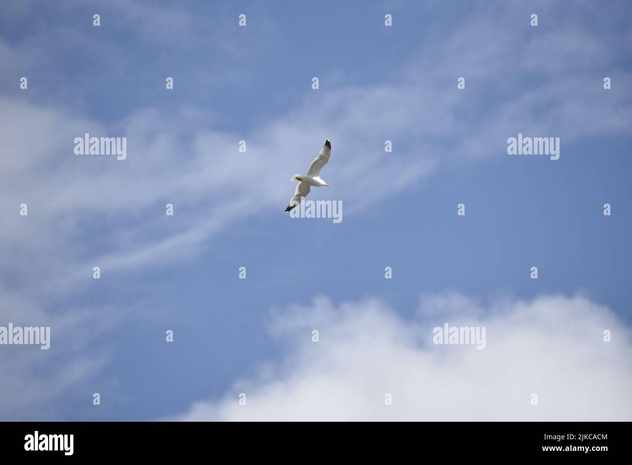 European Herring Gull (Larus argentatus) Flying Left to Right, Top Middle of Image, Against a Blue Sky with Light Cloud, with Copy Space Underneath Stock Photo