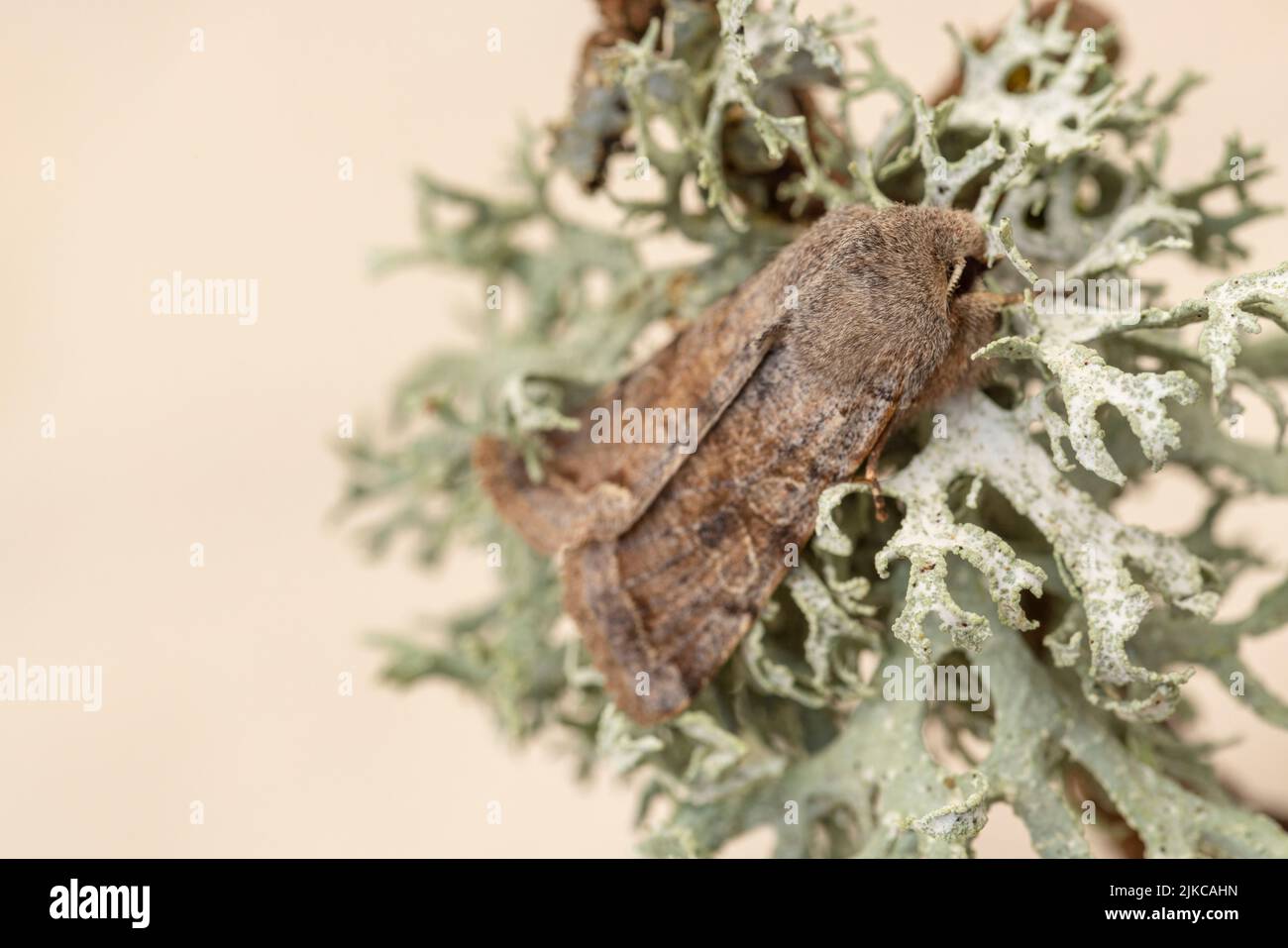 Clouded Drab (Orthosia incerta) moth Stock Photo
