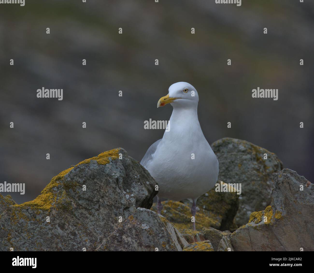 European herring gull perched on rocks. Stock Photo