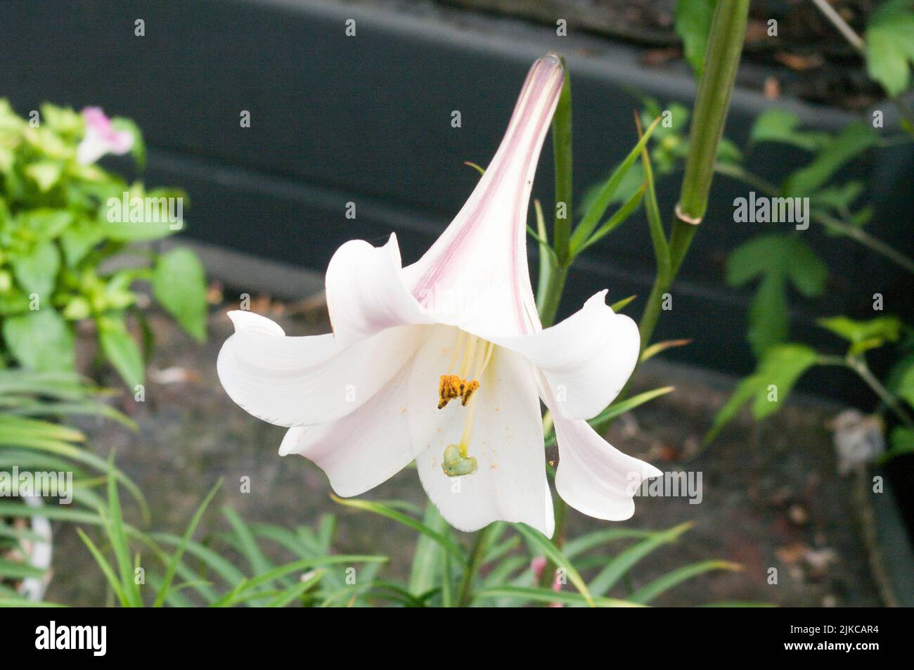 White Lilium Formosanum Pricei Perennials Garden Plant Plants Flower Flowers Liliums Stock Photo