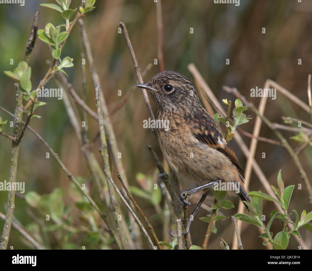 Fledgling Stonechat perched on a branch. Stock Photo