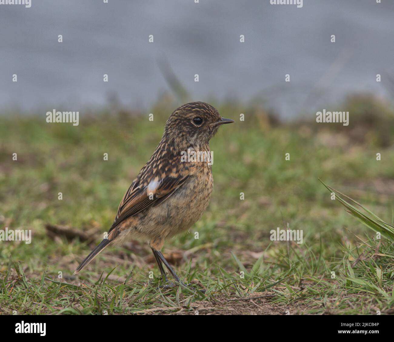 Fledgling Stonechat perched on the ground. Stock Photo
