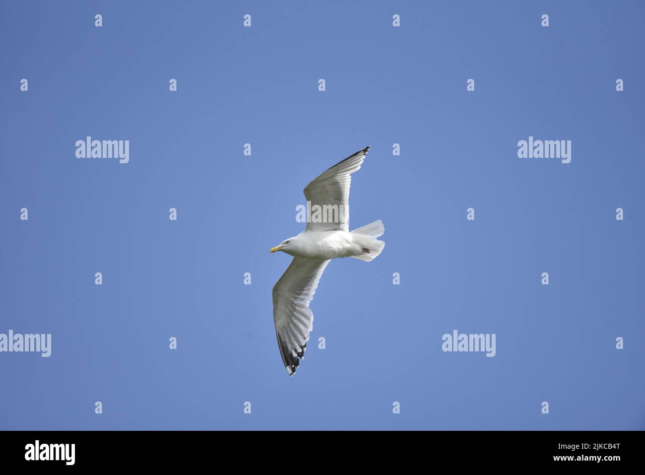 Close-Up Image of a European Herring Gull (Larus argentatus) Flying Right to Left, Wings Spread, Against a Sunny Blue Sky with Underside View, UK Stock Photo