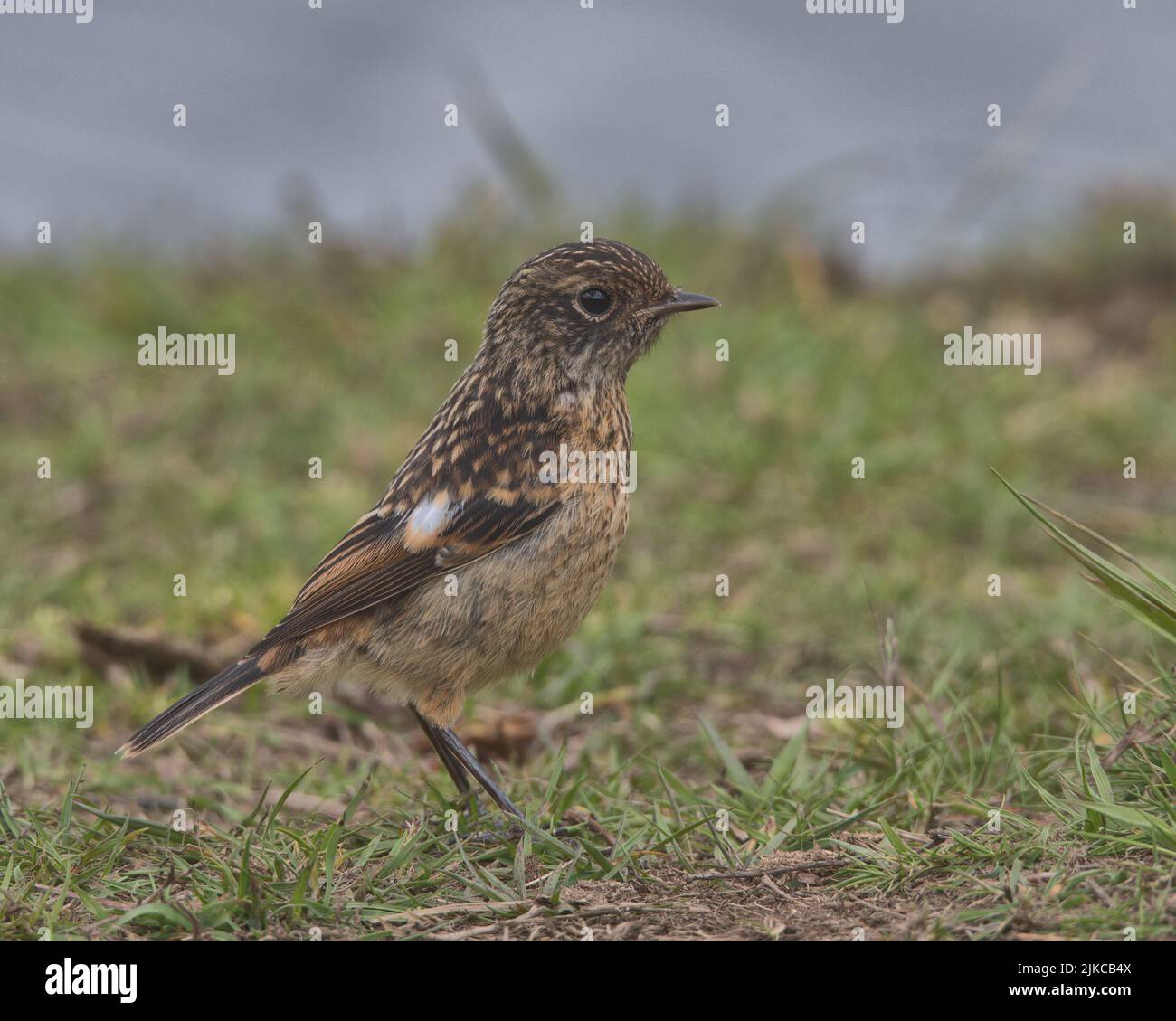 Fledgling Stonechat perched on the ground. Stock Photo