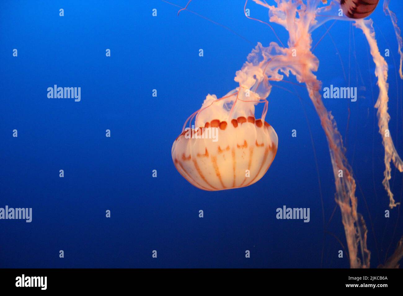 A picturesque jellyfish in a clear blue water Stock Photo - Alamy