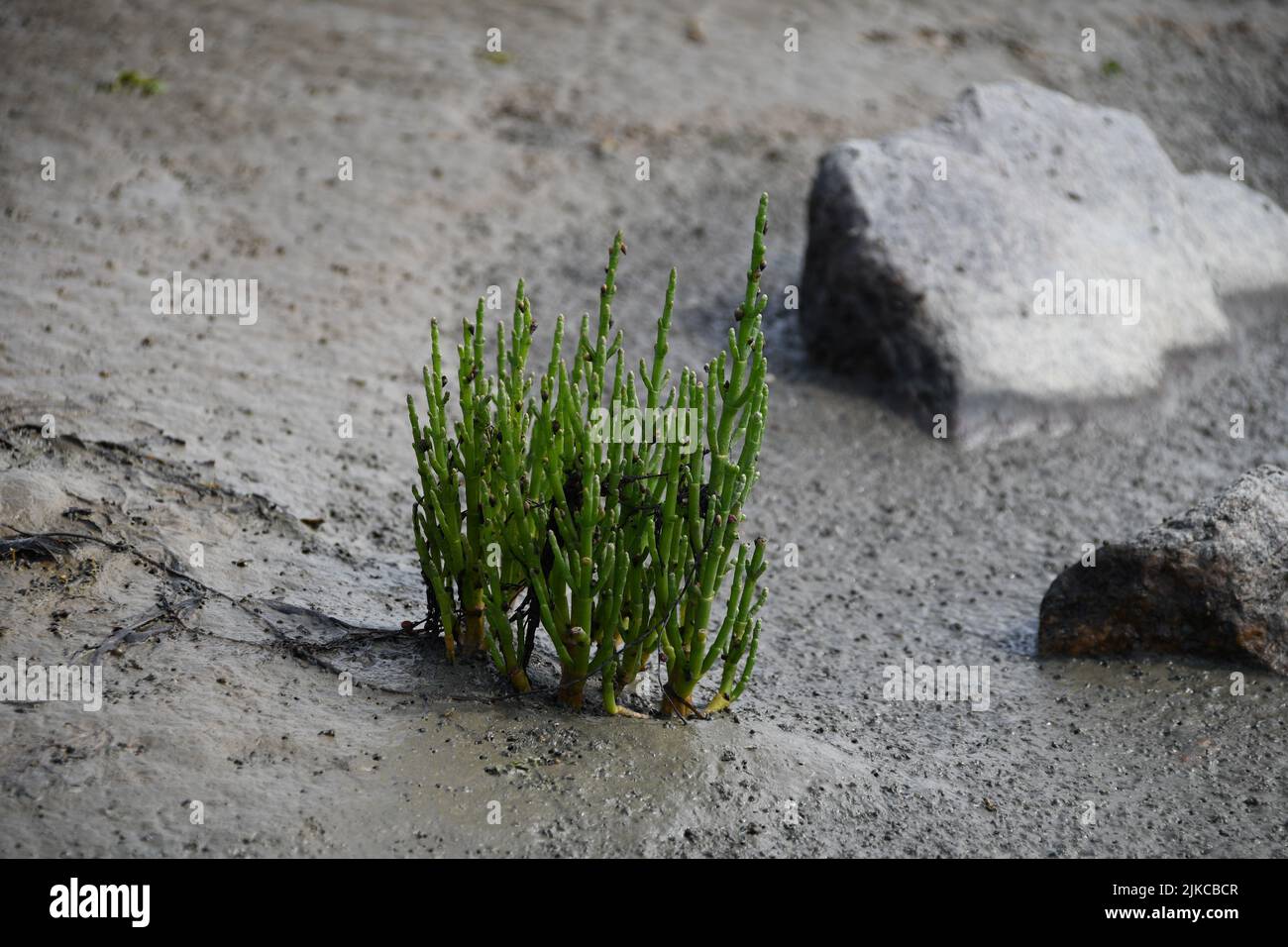 A bush of Pickleweed growing in the mud by the lake Stock Photo