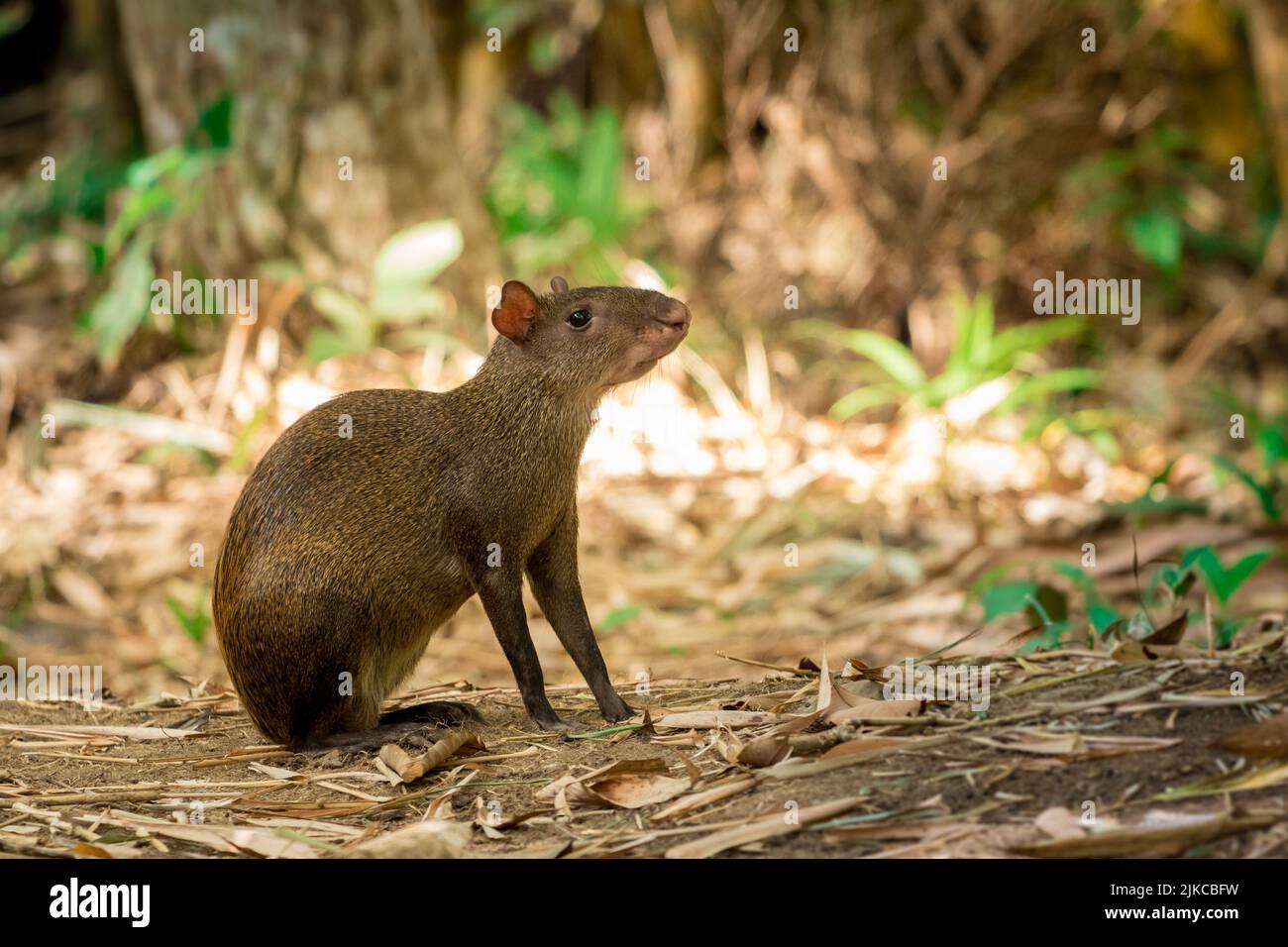A closeup shot of a common agouti in the forest on a sunny day Stock Photo