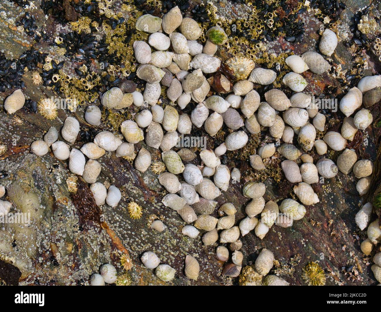 Many small wild whelks growing on a rock at Scousburgh (Spiggie) Beach in Shetland, UK. Taken at low tide on a sunny day. Stock Photo
