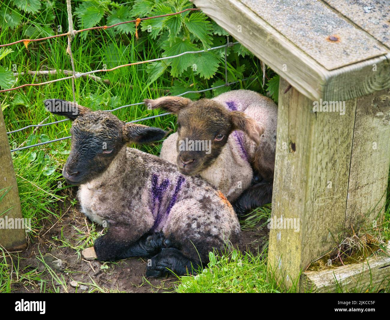 A close up of two new born lambs sheltering under a stile at a fence. Stock Photo