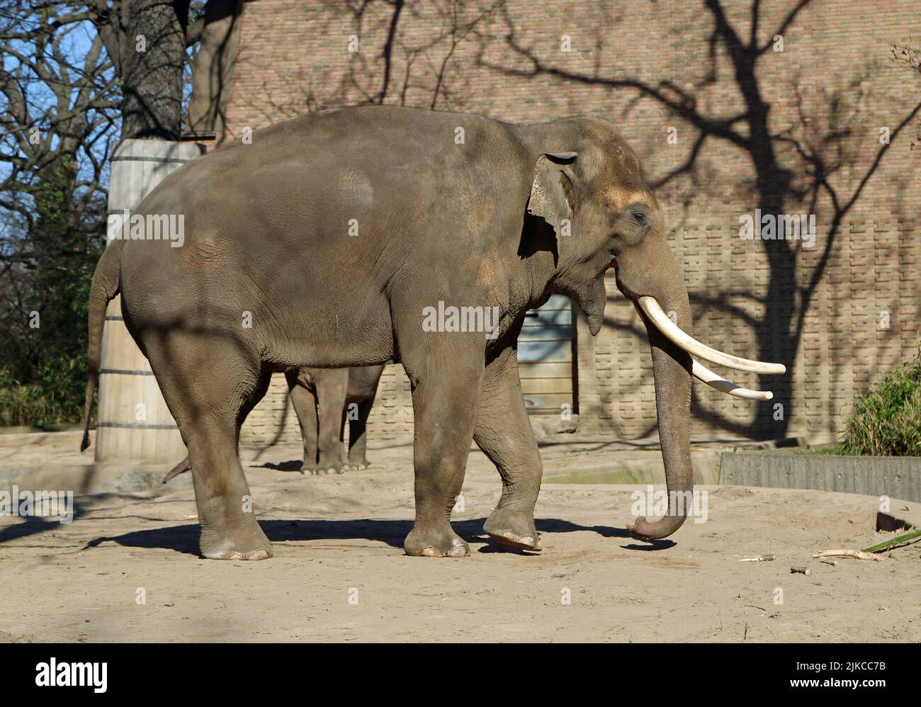 Asian Elephant in profile - Berlin, Germany Stock Photo