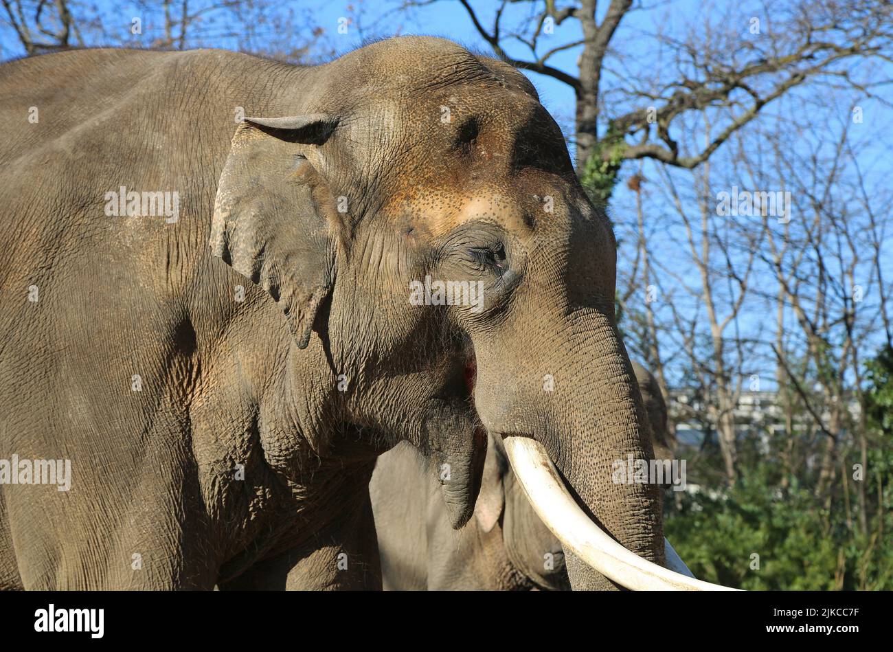 Asian Elephant closer - Berlin, Germany Stock Photo
