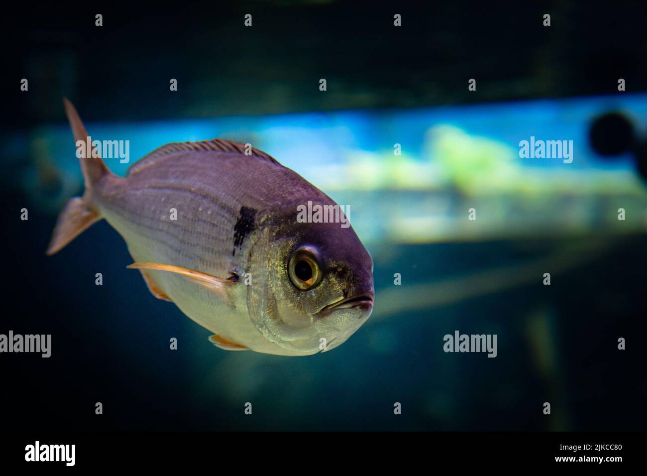 A close-up shot of a fish with angry, funny face in aquarium Stock ...