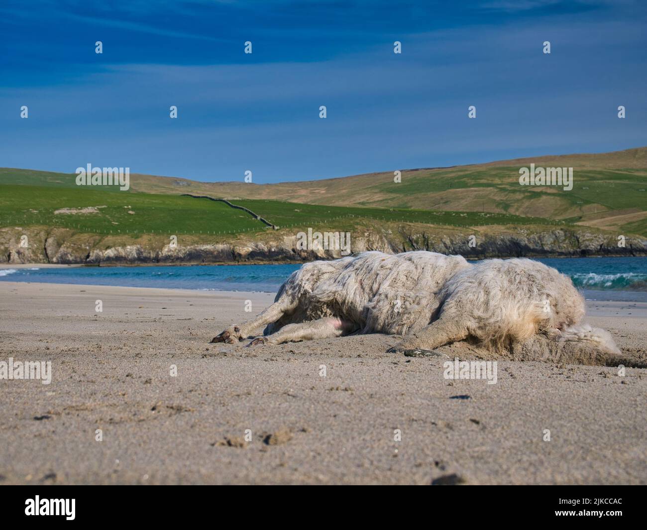 The carcass of a dead sheep washed up on the beach at St Ninian's Isle in Shetland, UK. Taken on a sunny day with a blue sky. Stock Photo