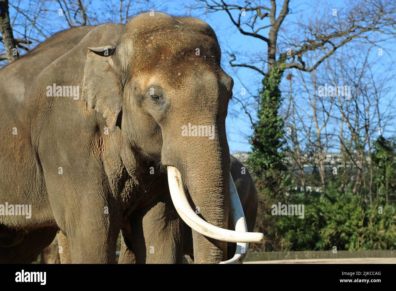 Asian Elephant portrait - Berlin, Germany Stock Photo