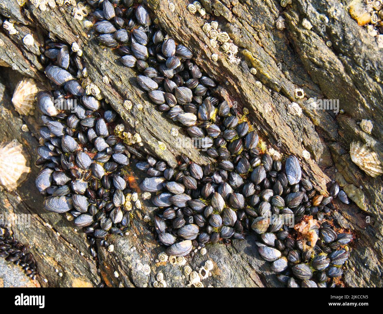 Many small wild mussels growing on a rock at Scousburgh (Spiggie) Beach in Shetland, UK. Taken at low tide on a sunny day. Stock Photo