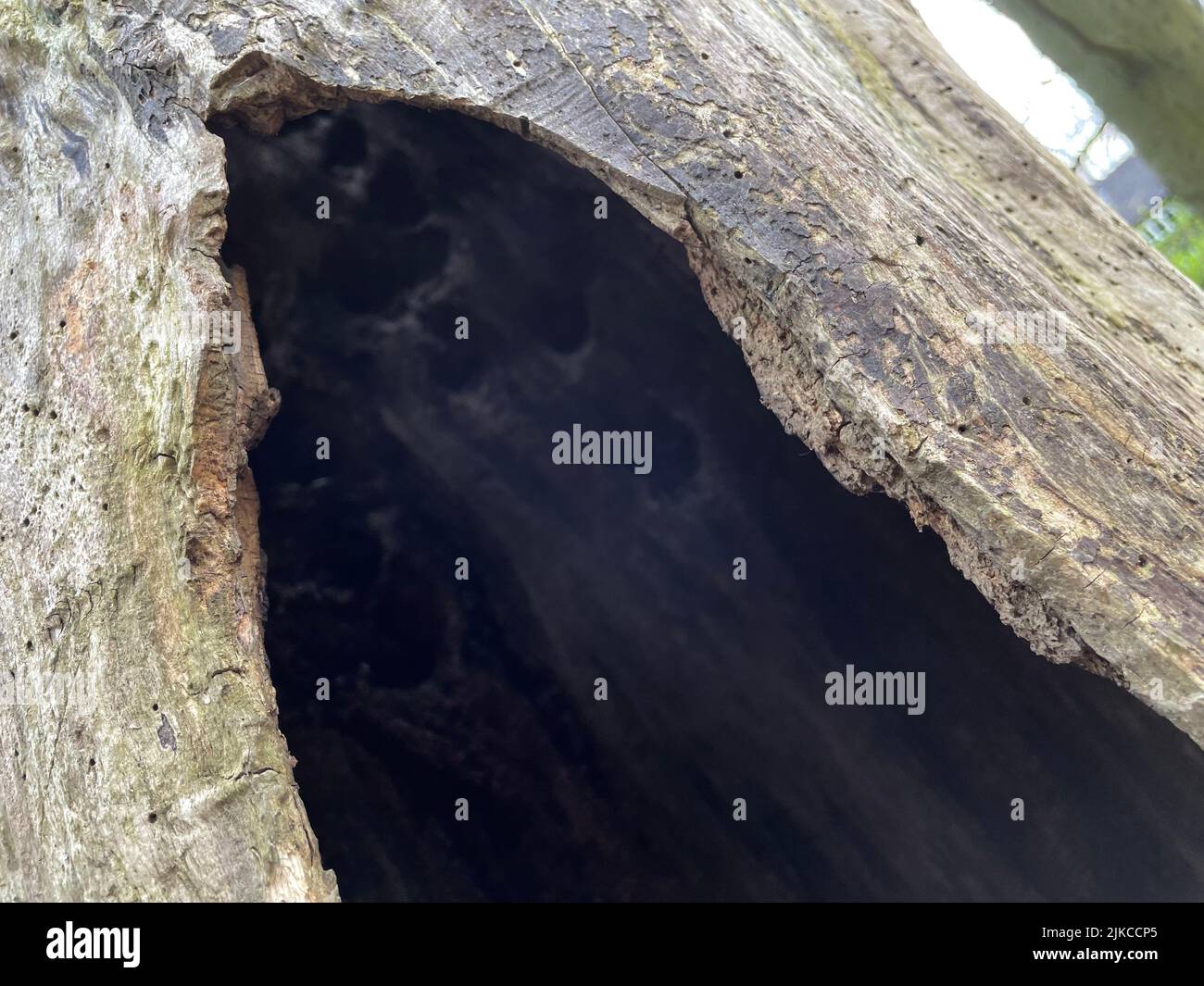A closeup of a hollow tree with texture and details Stock Photo - Alamy