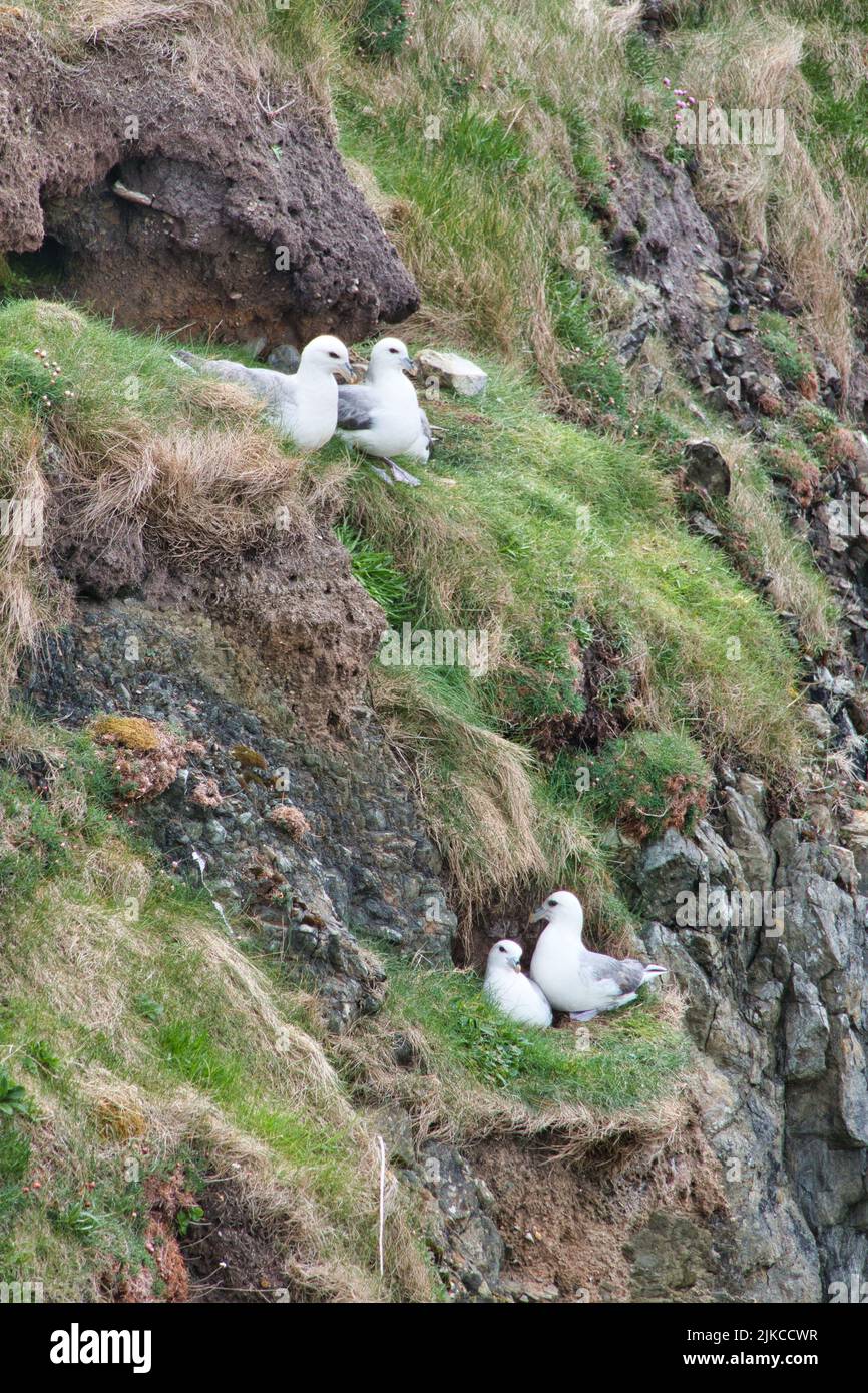 Two pairs of fulmar nesting on coastal ledges in Shetland, UK. Taken on a sunny day in spring in portrait - vertical format. Stock Photo