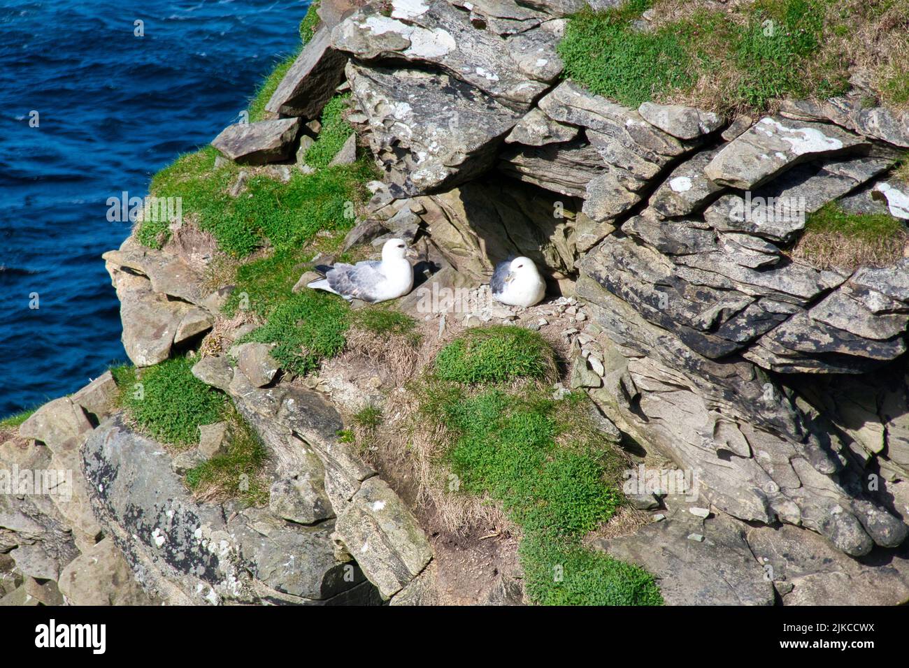 A pair of fulmar nesting on coastal ledges in Shetland, UK. Taken on a sunny day in spring. Stock Photo