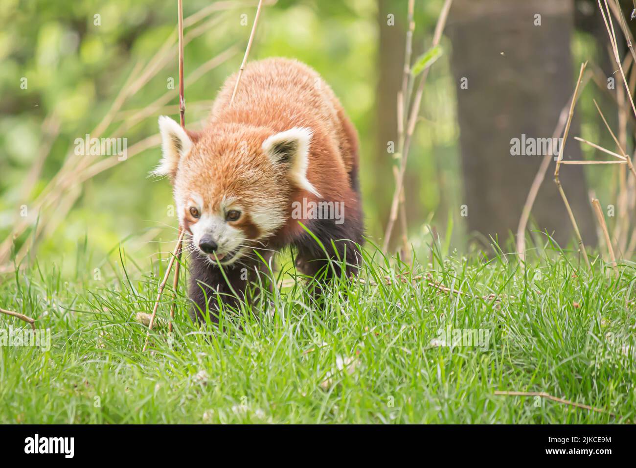 a closeup of a red panda walking on the grass, Ailurus fulgens Stock Photo