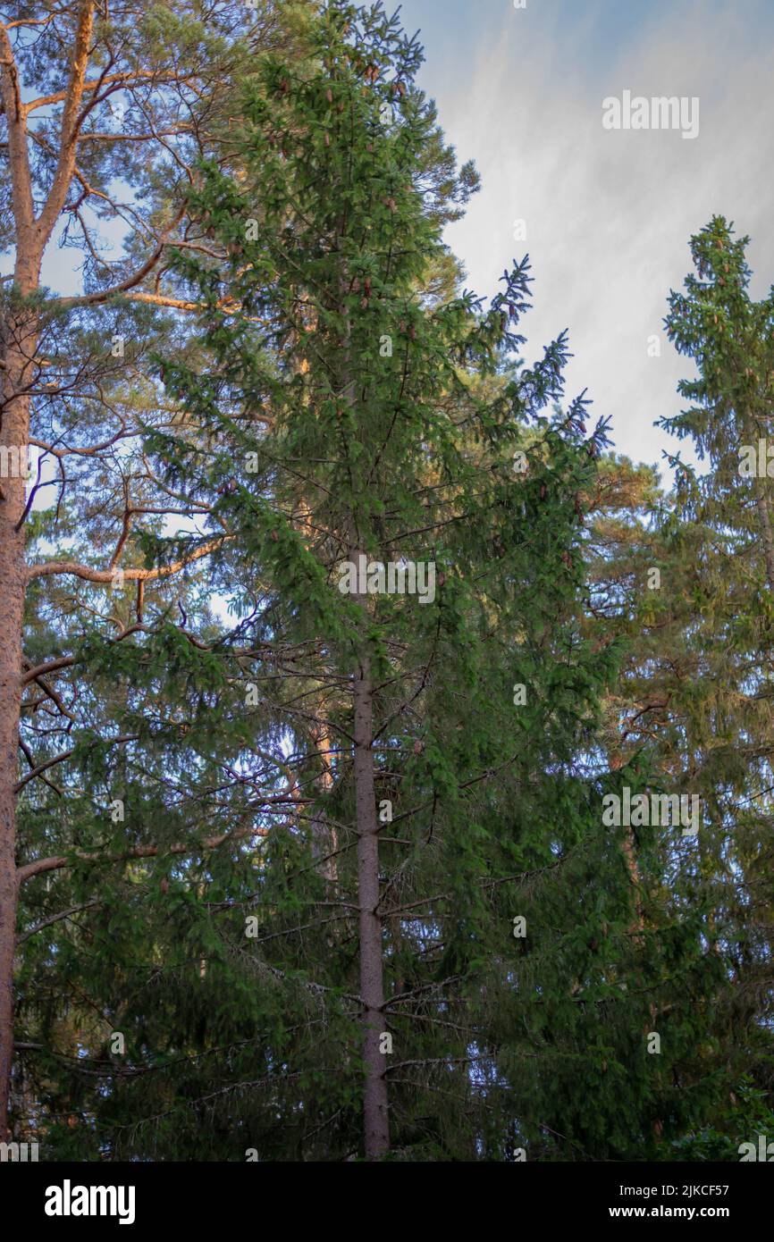 A vertical low-angle shot of tall trees in the forest Stock Photo - Alamy