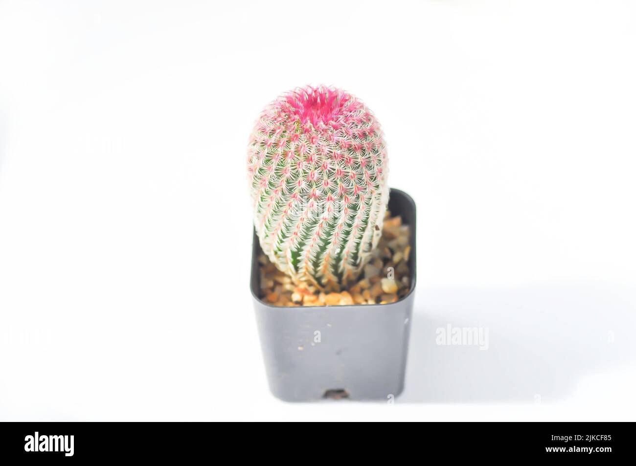 echinocereus pectinatus rubispinus,echinocereus pectinatus or pink cactus  or cactus , succulent in the pot Stock Photo - Alamy