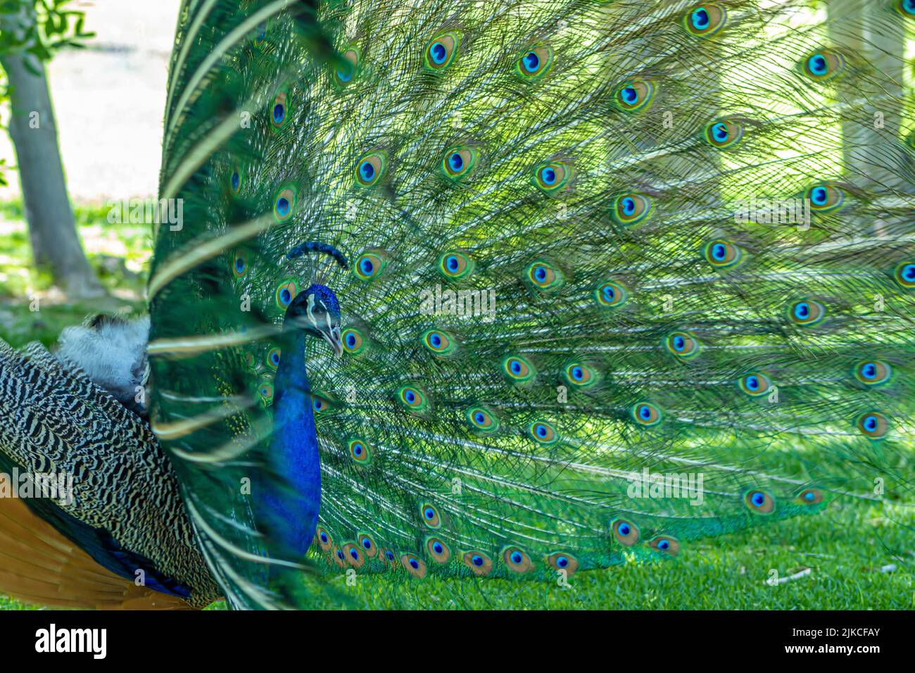 A shallow focus shot of a common peacock with an open tail Stock Photo ...