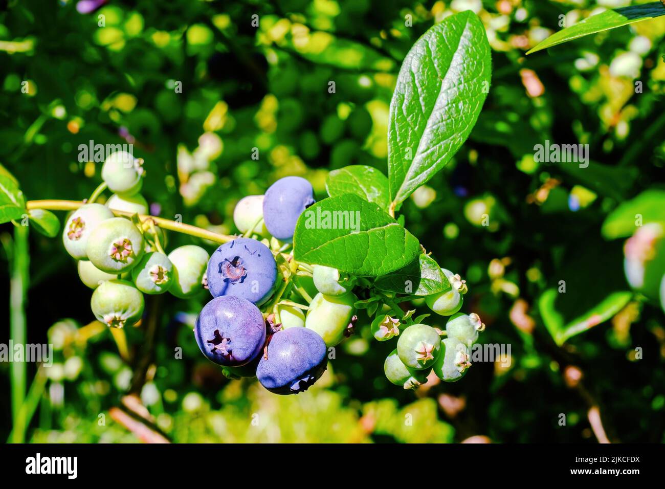 Blueberry. Large berries on branches Stock Photo Alamy