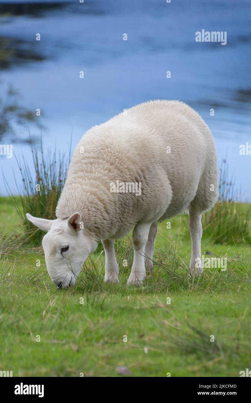 A vertical shot of an adorable fluffy white sheep grazing in the field ...