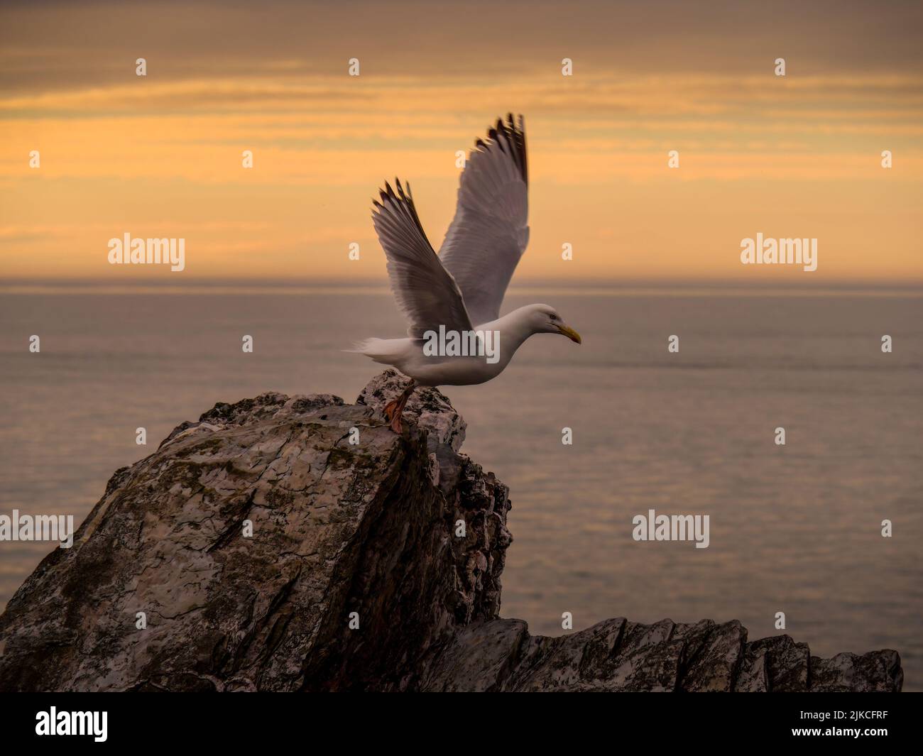 Gentle sunset with gull on rocks about to fly and clouds. North Devon coast. Stock Photo