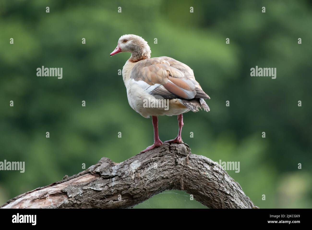 Egyptian goose on branch Stock Photo