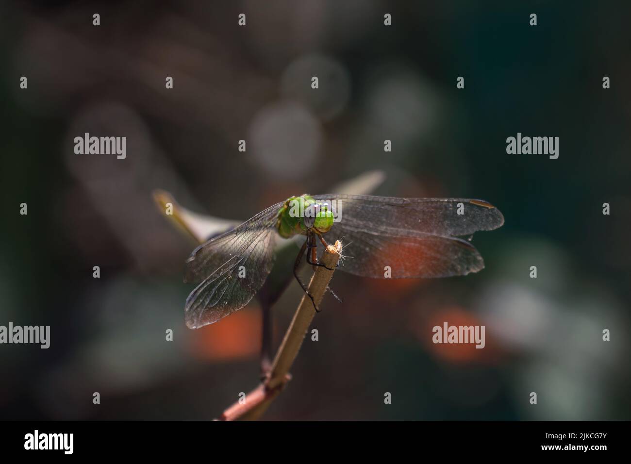 A closeup of a green Odonata insect sitting on a tree branch with ...