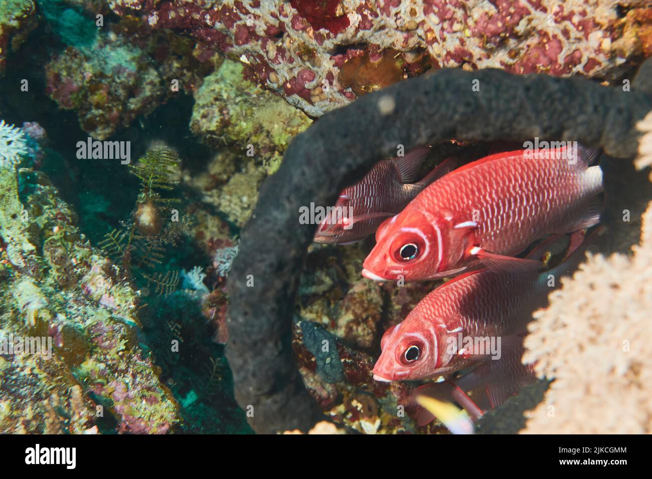 A close-up of two blotcheye soldierfish swimming in underwater coral reef, Red Sea, Egypt Stock Photo