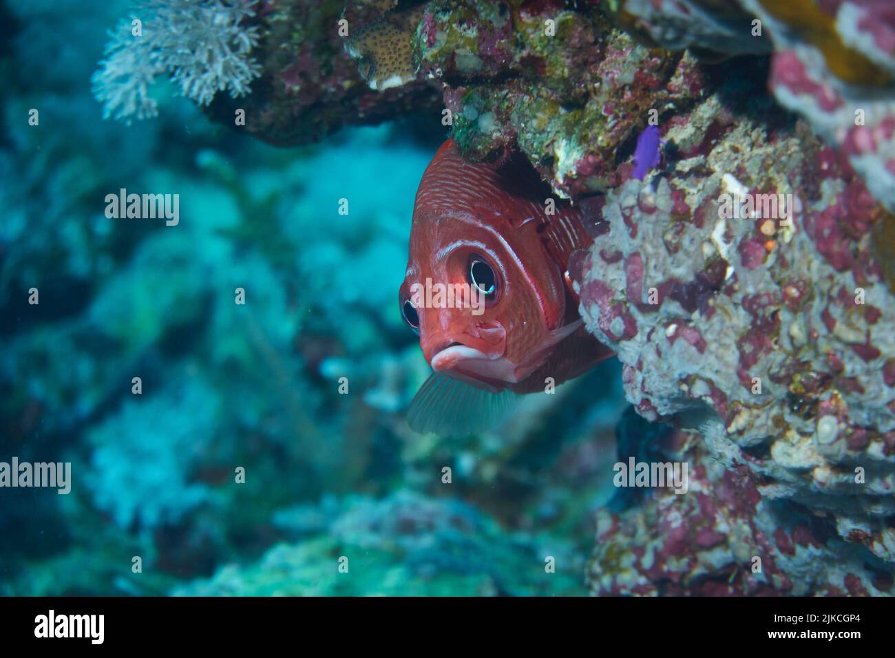 A closeup of a little red blotcheye soldierfish looking from behind a coral formation underwater, Red Sea, Egypt Stock Photo