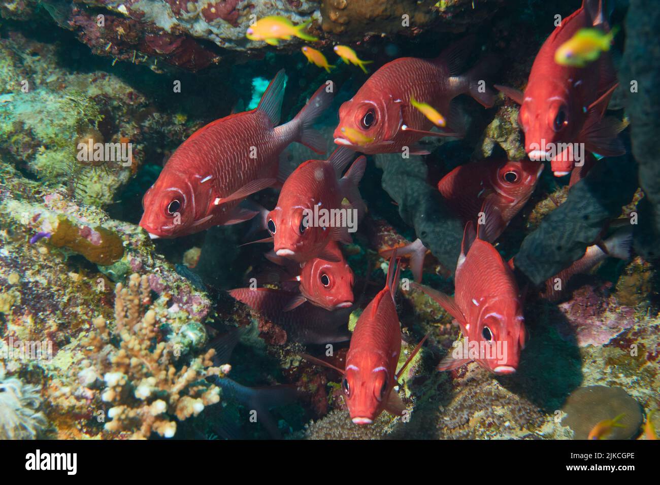 A close-up of a group of blotcheye soldierfish swimming in underwater coral reef, Red Sea, Egypt Stock Photo