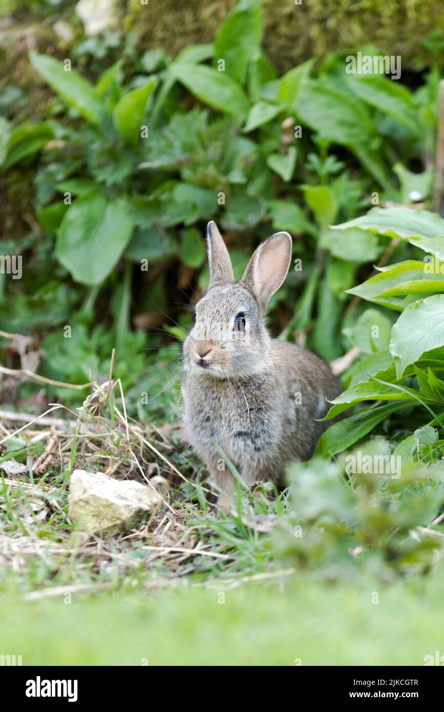 Wild rabbit, Latin name Oryctolagus cuniculus, sat in a garden Stock Photo
