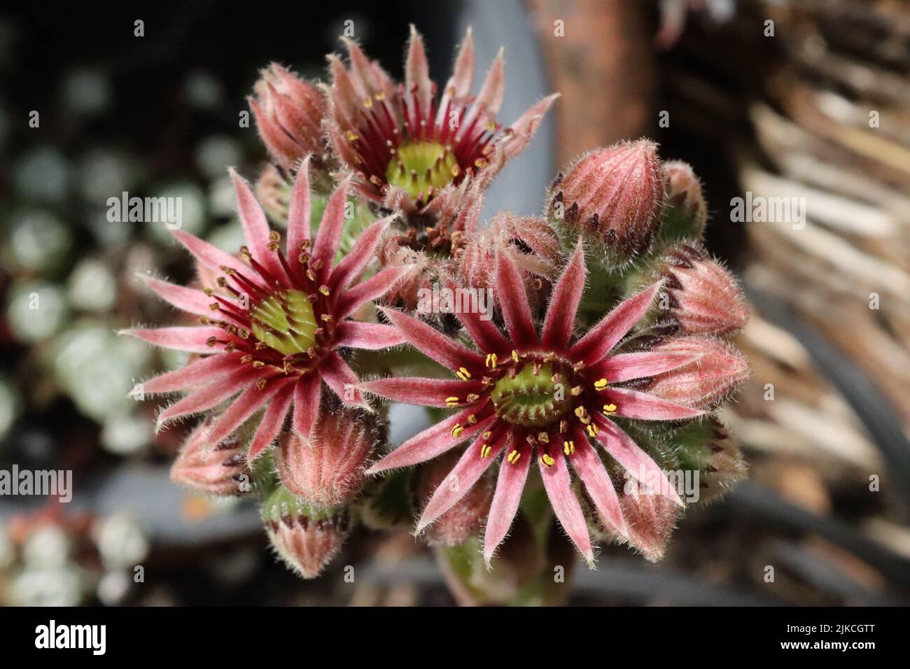 Delicate flowers of a House Leek (Sempervivum Arachnoideum). Stock Photo