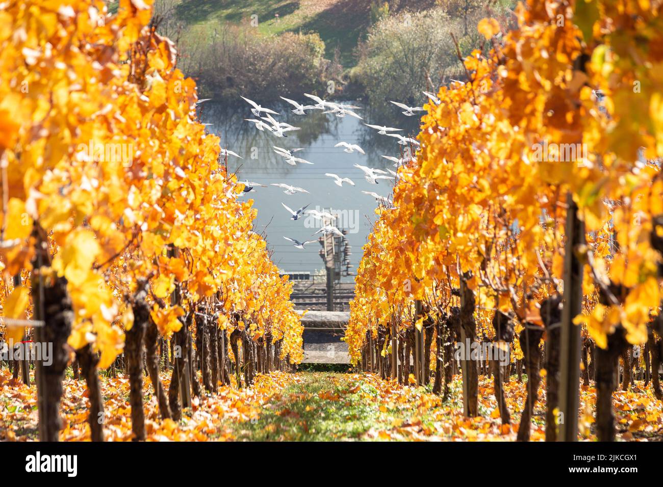 A flock of white pigeons flying from a yellow vineyards with a background of a lake during fall