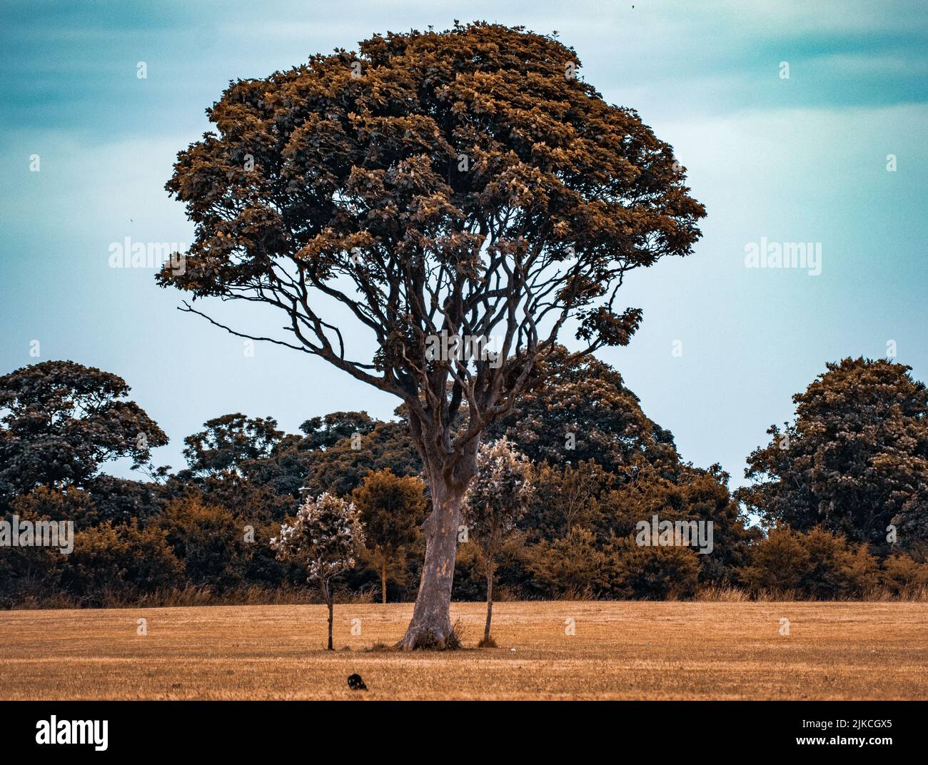 A green metrosideros robusta tree in savanna with the background of other trees Stock Photo