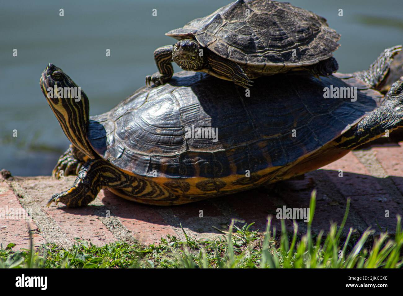 Another small species hi-res stock photography and images - Alamy