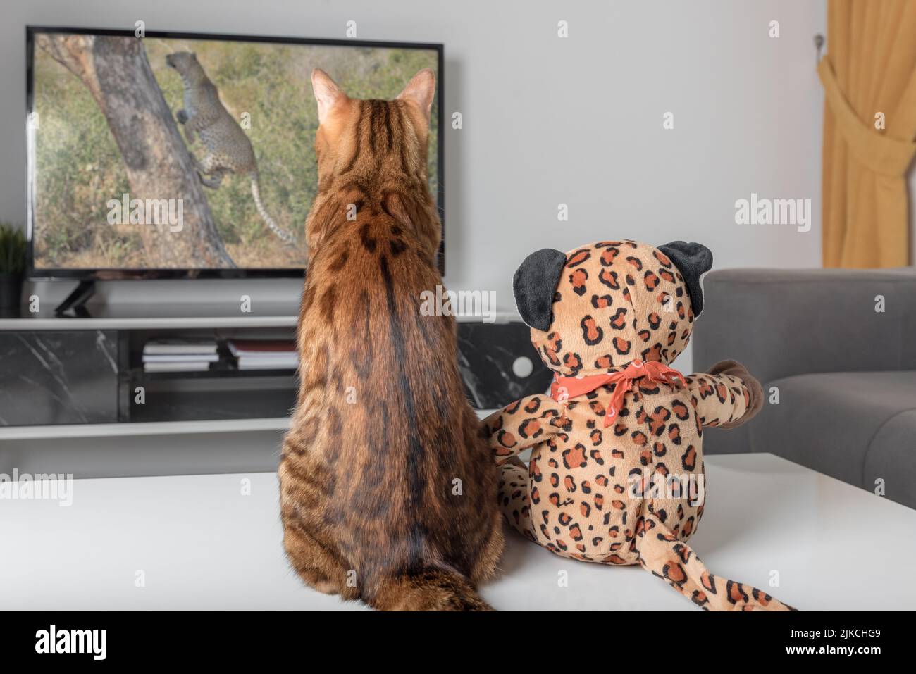 A Bengal cat and a plush toy are watching an animal program on TV. Stock Photo