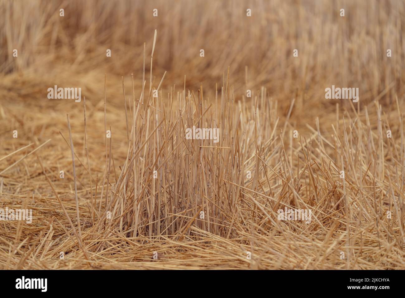 Cultivated wheat field straw over the land Stock Photo