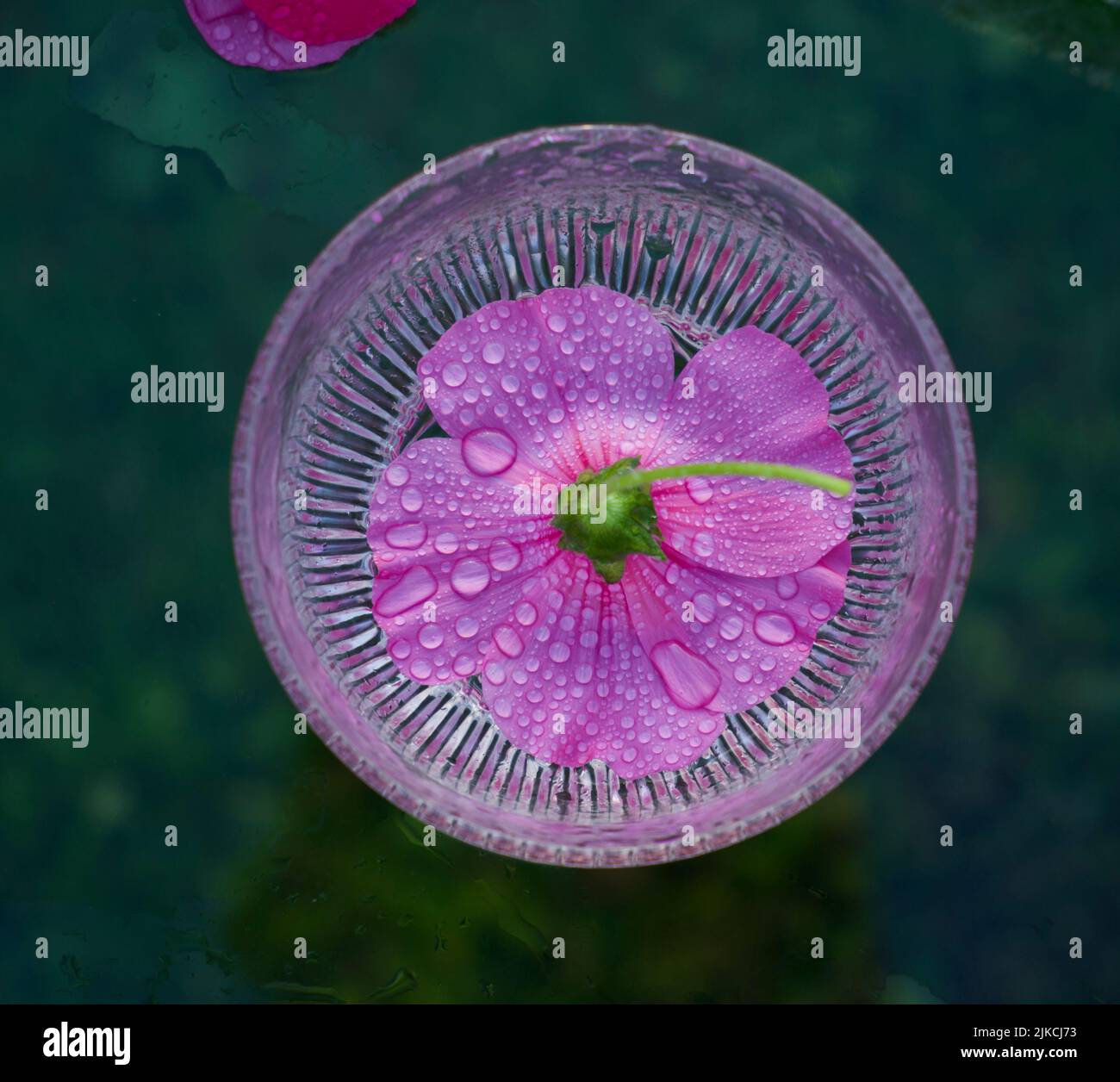 Purple funnel-shaped flowers of lavatera - flowering plants in the family malvaceae (lavatera trimestris) Stock Photo