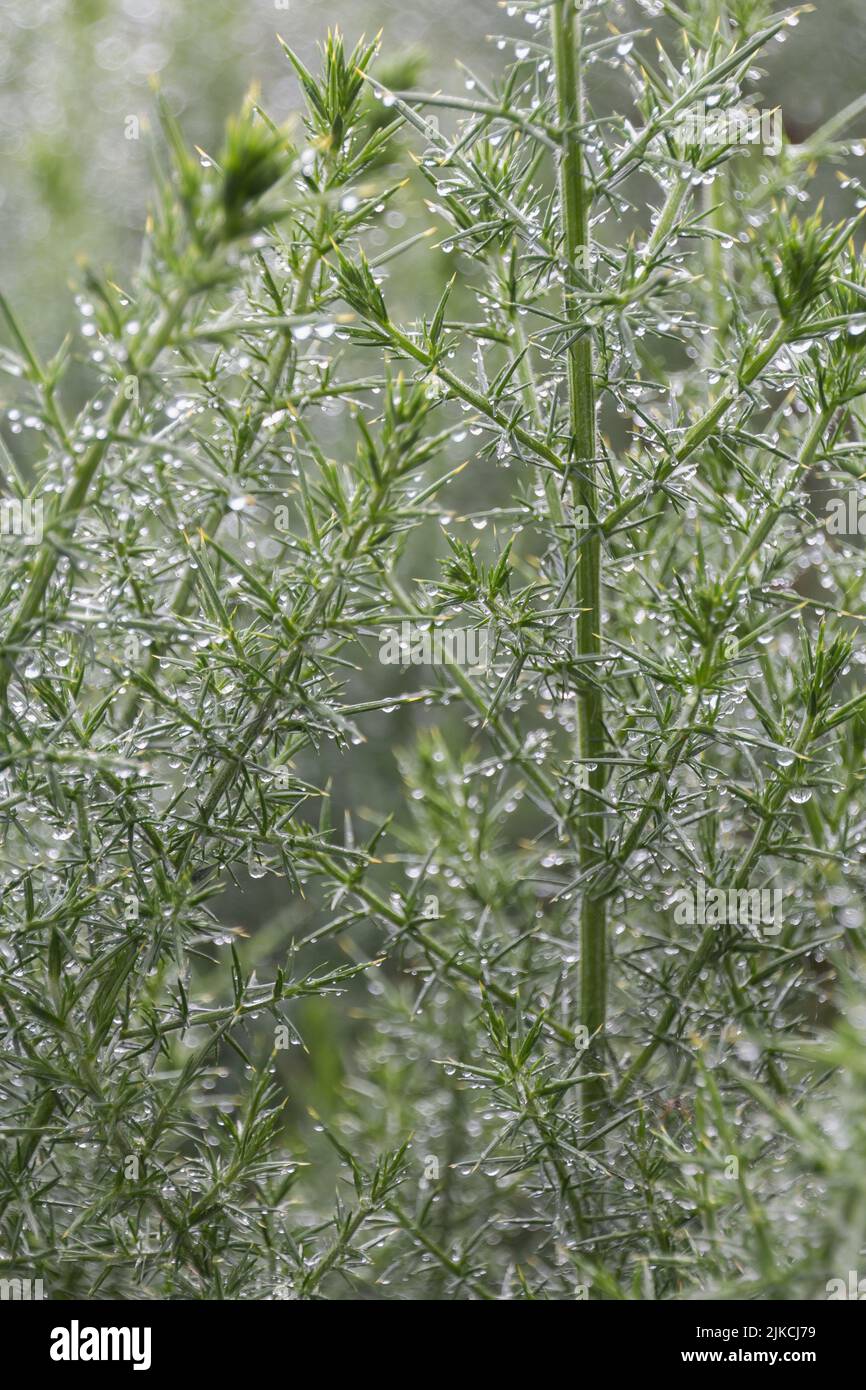 A closeup of virgate wormwood with droplets of morning dew Stock Photo