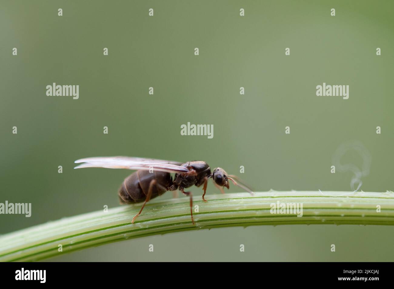 black ant queen with wings Stock Photo - Alamy