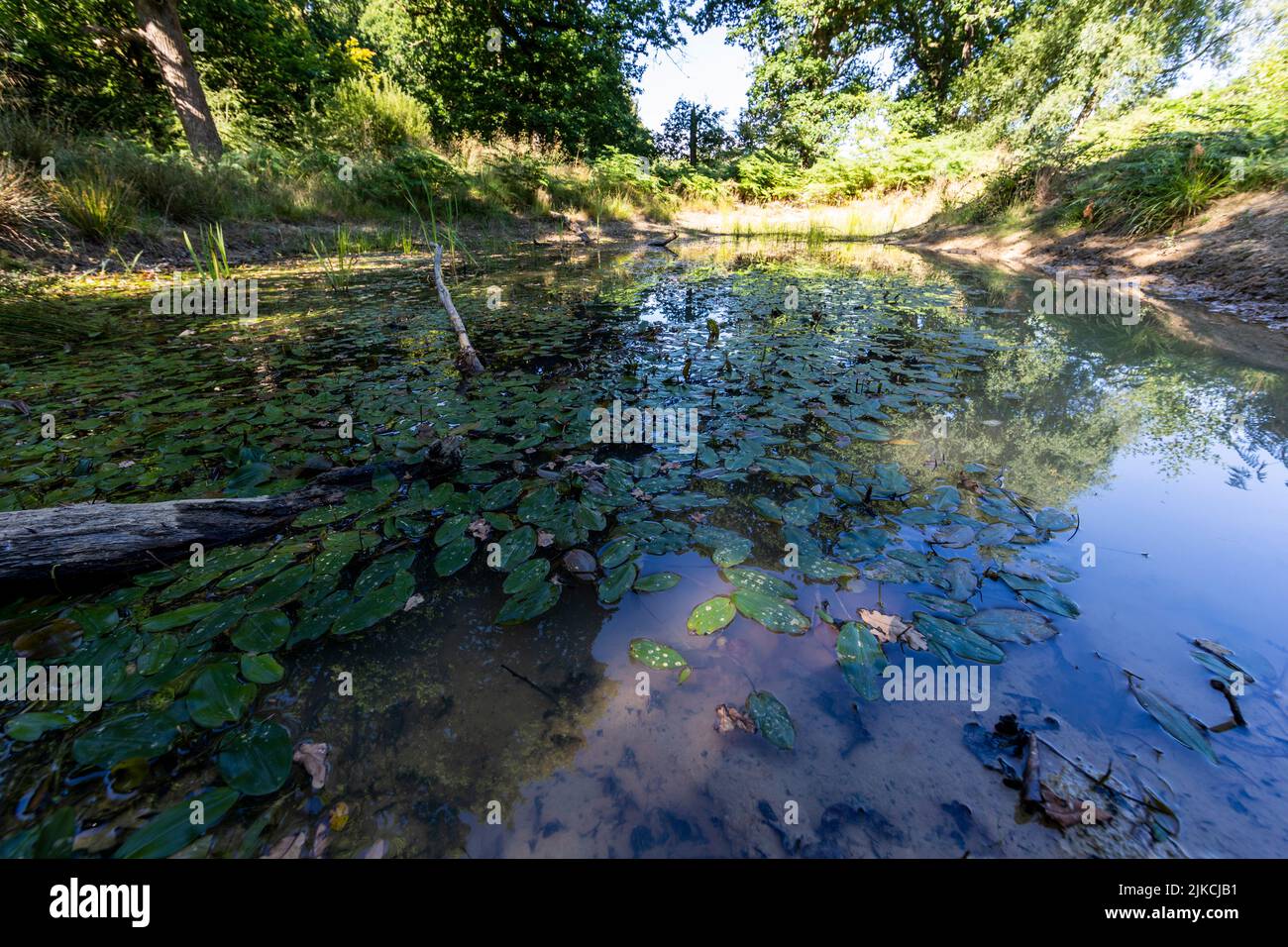 Forest watering hole, Cinderford Stock Photo Alamy