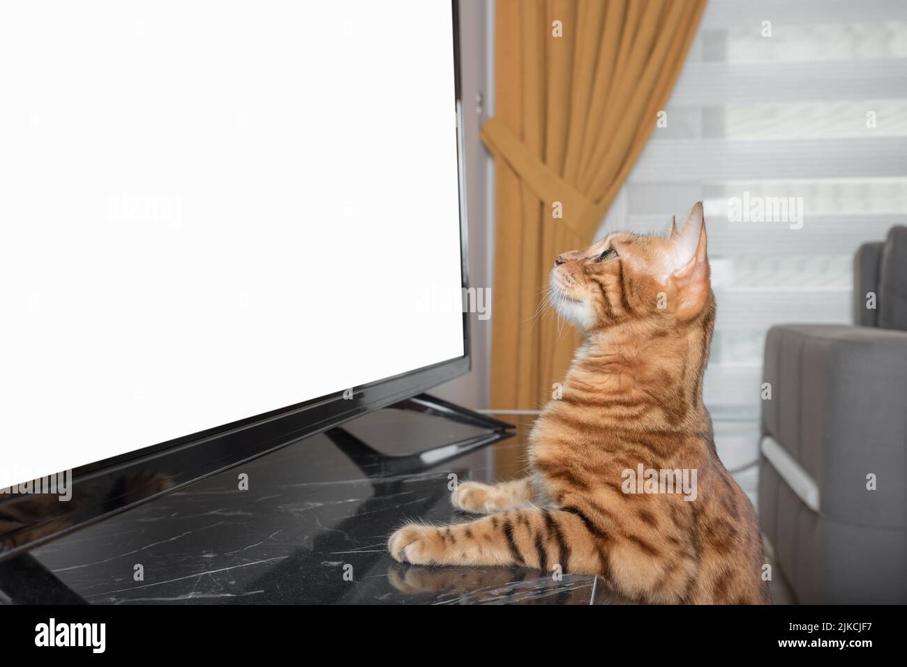 Bengal cat is watching TV in the living room. Place to insert. Stock Photo